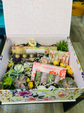 Succulent Gift Box  