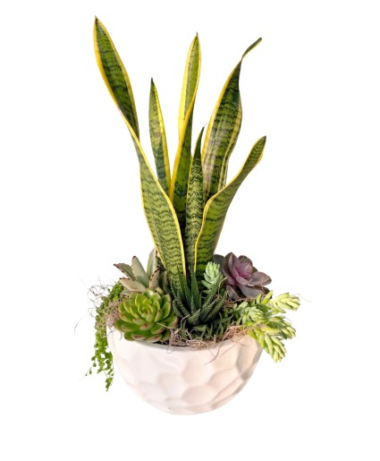 Succulent Golf ball Planter Plants