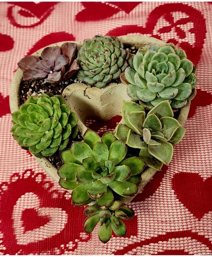 Succulent Heart Plant