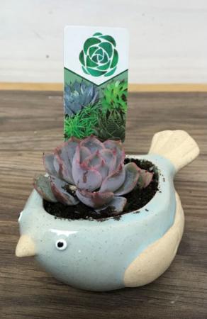 succulent in a ceramic bird 