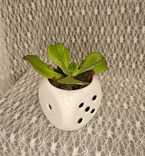 Succulent in Dice Bowl 