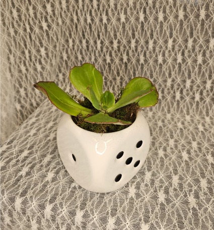 Succulent in Dice Bowl