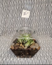 Succulent in Fish Bowl 