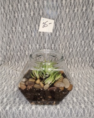 Succulent in Fish Bowl 