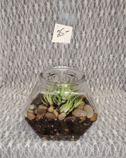 Succulent in Fish Bowl