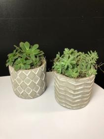 Succulent in Grey Ceramic Local Delivery Only