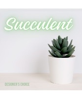 Succulent in Pot Live Plant