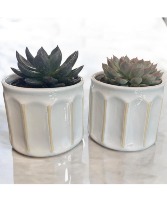 Succulent in Ruffled Stoneware Planter