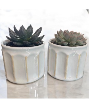 Succulent in Ruffled Stoneware Planter