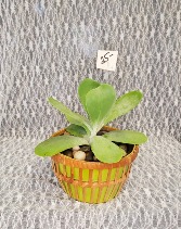 Succulent in Wicker Basket 