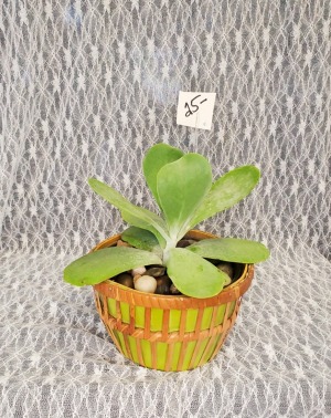 Succulent in Wicker Basket 