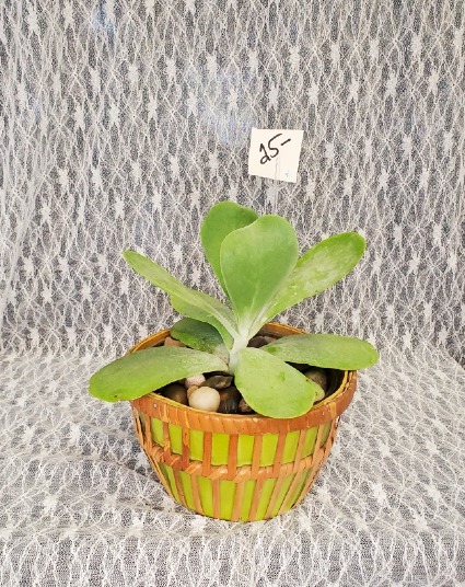 Succulent in Wicker Basket