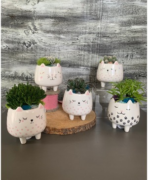 Succulent Kitties Indoor Plant