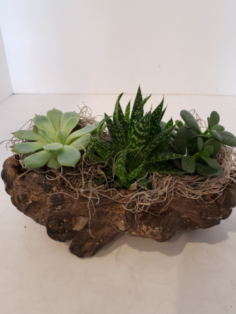 Succulent Log  planter