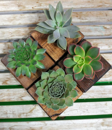 Succulent of the Month Club Plant Subscription