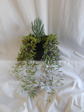 Succulent Overflow! Plant