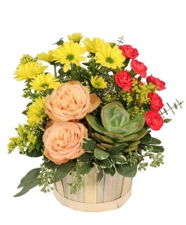 Succulent Peach Basket Arrangement in Hutchins, TX | MARIGOLD'S FLORIST