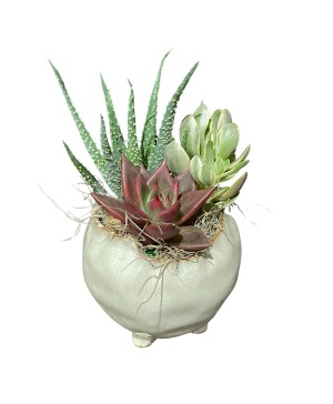 Succulent Pedestal planter Plants