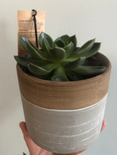 Succulent Plant  