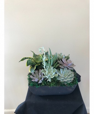 Succulent plant 