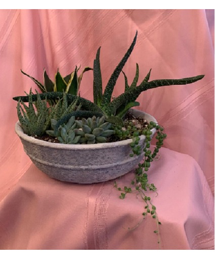 Succulent Plant