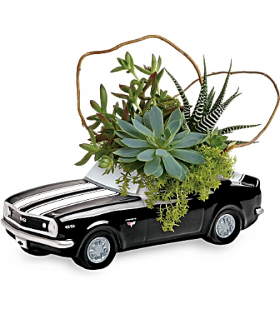 Succulent Plant Garden  Happy Father's Day 