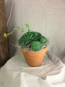 Succulent Plant in Terra Cotta Pot Plant