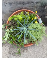 Succulent plant outdoor annual plant