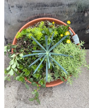 Succulent plant outdoor annual plant