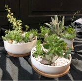 Succulent Planted Garden Designers Choice