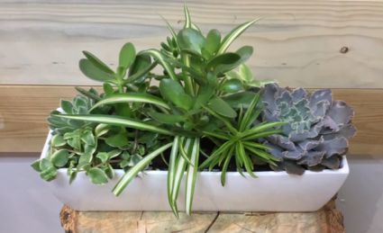 Succulent Planter