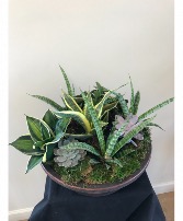 Succulent planter  