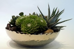 Succulent Planter Dish garden