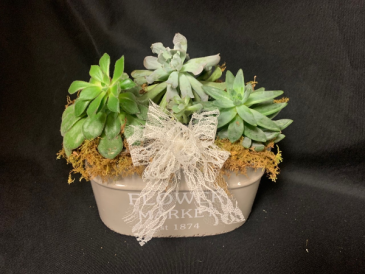 Succulent Planter Garden in Red Lake, ON | FOREVER GREEN GIFT BOUTIQUE