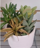 Succulent Planter Houseplant & Pot