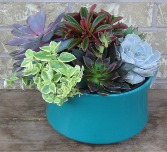 SUCCULENT PLANTER Indoor/Outdoor Plant