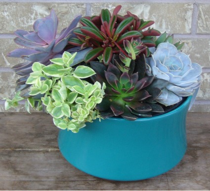 SUCCULENT PLANTER Indoor/Outdoor Plant