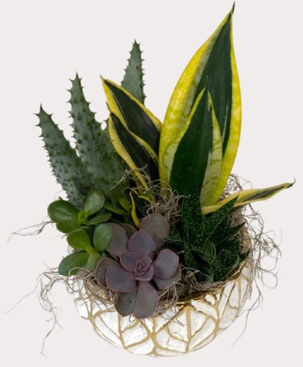 Glam Succulent Planter Plant