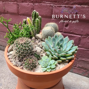 Succulent Planter Planter