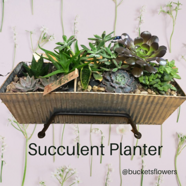 Succulent Planter Plants in Abbotsford, BC | BUCKETS FRESH FLOWER MARKET INC.