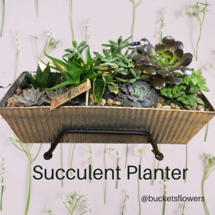Succulent Planter Plants