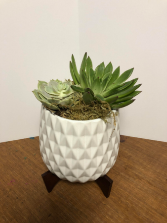 Succulent Planter Plants