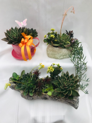 Succulent Planters Houseplant in Coleman, WI | COLEMAN FLORAL & GREENHOUSES Succulent Planters Houseplant in Coleman, WI | COLEMAN FLORAL & GREENHOUSES