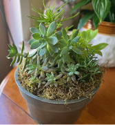 Succulent Pot 