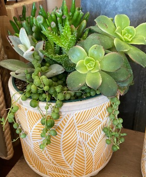 Succulent Pot  