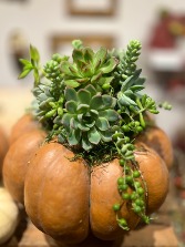 Succulent Pumpkin 