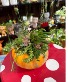 Succulent pumpkin Fall