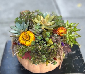 Succulent Pumpkin Fall