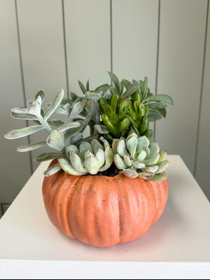 Succulent Pumpkin Planter 