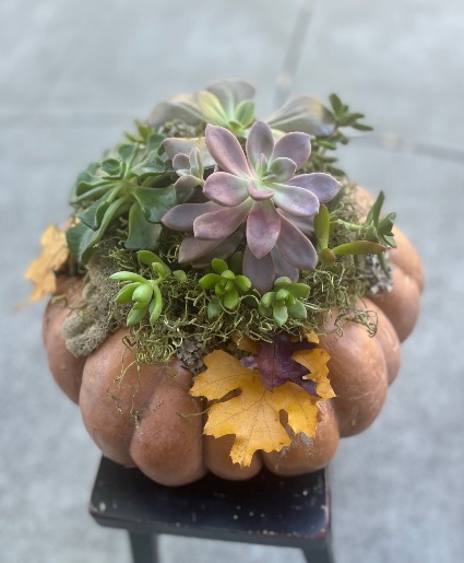 Large Succulent Pumpkin (advance order)